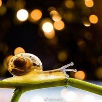 米花橘子糖头像