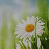 沉着叶子zR头像