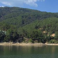 勇敢百灵鸟头像