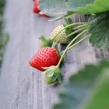 草莓🍓头像