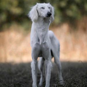 猎犬部落头像