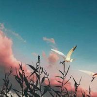 灵巧风声FhU头像