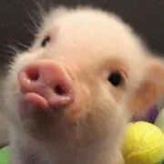 cco的个人资料头像