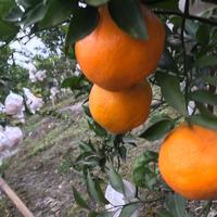 颜中君云台头像