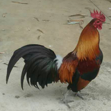 alf王慎头像