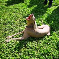 早起的熊二头像