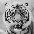 VPS的个人资料头像