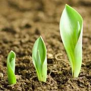 司的个人资料头像