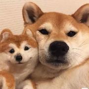 为java献身的个人资料头像