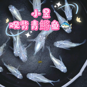 小昱观背青鳉头像