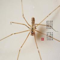 逐影者269头像