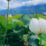 俊俏冰淇淋4I头像