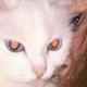 猫鱼脆面头像