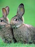 魔教光明頂的个人资料头像