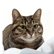 面霸芳芳的个人资料头像