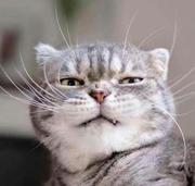 LanceDuan的个人资料头像