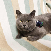 不想说话的猴子的个人资料头像