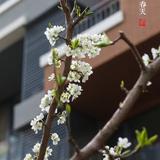 A海鲜代购菜菜头像