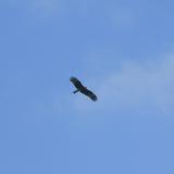 鸟飞过天空阿头像