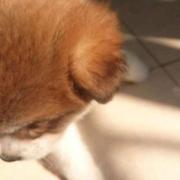 chan225netizen的个人资料头像