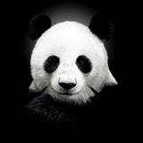 唐佬猫儿头像