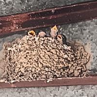 用户101487105858燕子头像