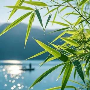 流金岁月头像