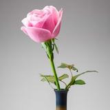 热心百香果F2斌头像