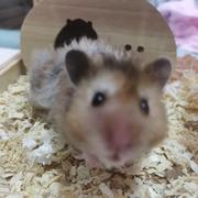 进击的七崽的个人资料头像
