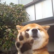 白羊的白的个人资料头像