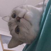 星梦洛的个人资料头像