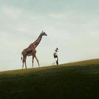 岁月🐾无情 💋无声头像