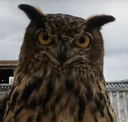 雨还未停歇啊的个人资料头像