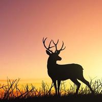 儒雅迎风向阳头像