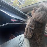 直率可乐eN头像