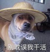 The_Phil的个人资料头像