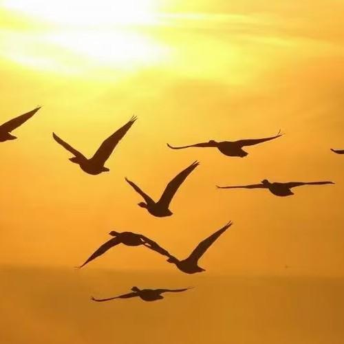 否极泰来韬光养晦头像