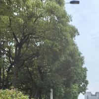 青青柔柔479头像