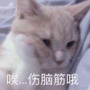灯灯是个猿的个人资料头像