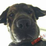 横爬介士的个人资料头像