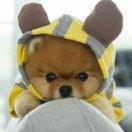 天马流星枪头像