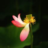 渭華33733681头像