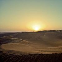 高冷柳叶8525头像