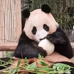 熊猫是熊不是猫咪头像
