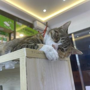 有三只猫头像