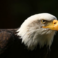 萝卜PK白菜头像