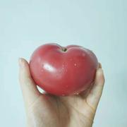 一只老番茄的个人资料头像