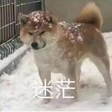 鲶鱼驾驶员头像