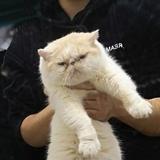 楚岩头像