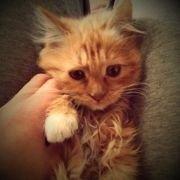 zzlang的个人资料头像